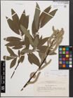 Foto von Salix cinerea L. x Salix viminalis L.